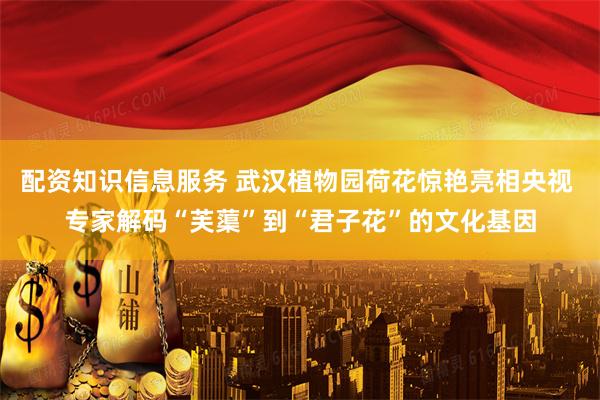 配资知识信息服务 武汉植物园荷花惊艳亮相央视 专家解码“芙蕖”到“君子花”的文化基因